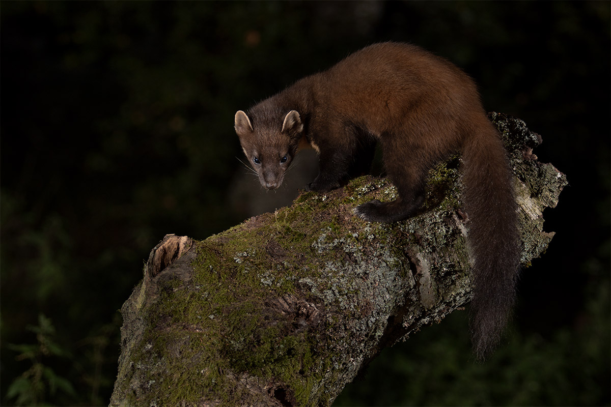 Branch 22 sept on wall-14